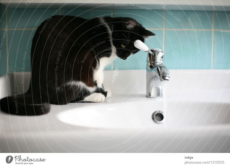 Cat life - sitting out Living or residing Bathroom Pet 1 Animal Jet of water Tap Sink Vanity Water Observe Crouch Looking Wet Curiosity Black Turquoise White