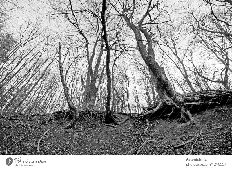 the old forest Environment Nature Landscape Sky Spring Plant Tree Forest Sand Wood Stand Tall Gray Black White Old Tree trunk Branched Root Woodground Tree bark