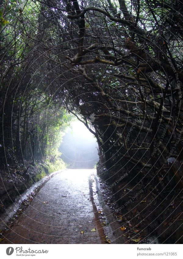 spooky path Costa Rica Poas National Park Tunnel Fear Panic South America volcano light at the end bewitched cloud forest