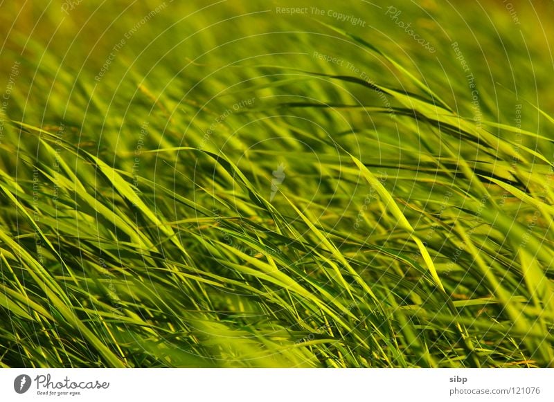 reed Common Reed Green Blur Evening sun Summer Germany Movement Plant Wind Nature North Sea