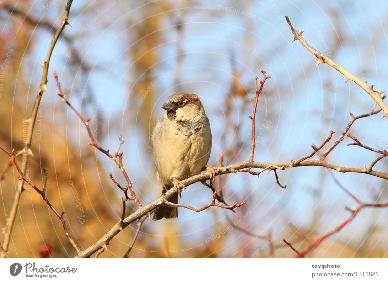 male house sparrow on twig House (Residential Structure) Man Adults Environment Nature Animal Tree Bird Observe Sit Bright Small Cute Wild Brown domesticus