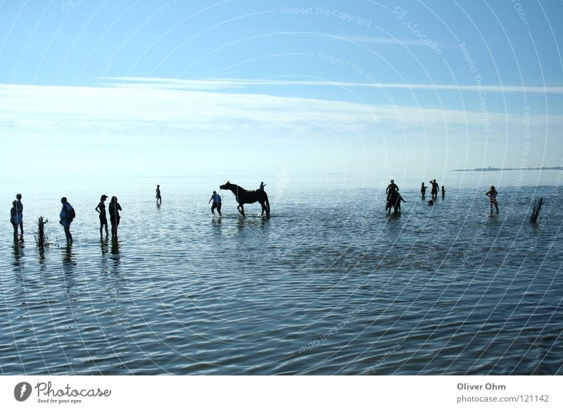 Watt Impression Mud flats Cuxhaven Horse Silhouette Hiking Coast Beach North Sea Human being