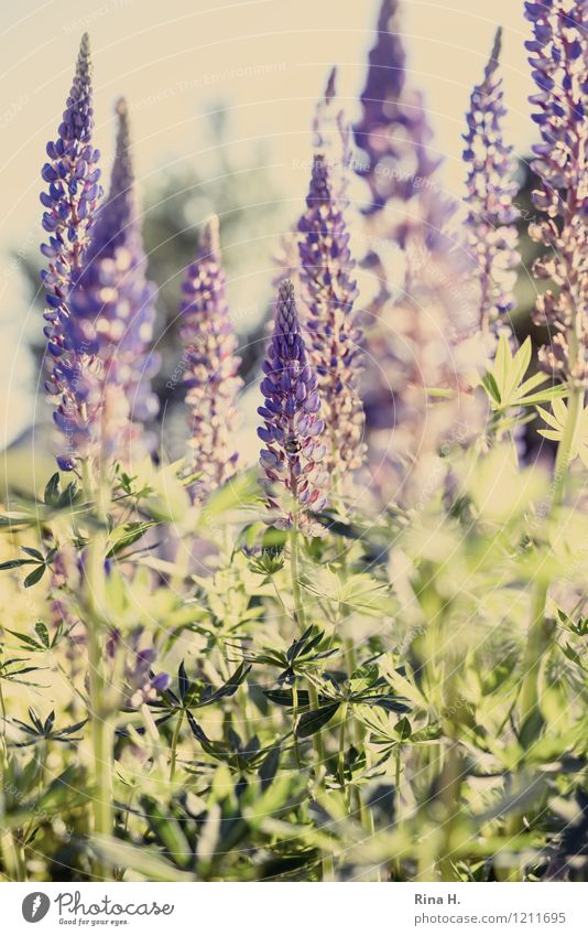 lupins Garden Nature Plant Summer Beautiful weather Flower Blossoming Natural Lupin blossom Romance Colour photo Deserted Shallow depth of field