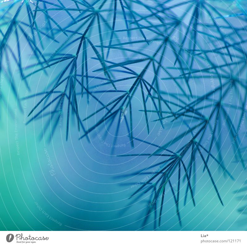 airy Close-up Macro (Extreme close-up) Calm Winter Nature Ice Frost Fresh Cold Soft Blue Colour Pure Turquoise Easy Airy Delicate Fine Fir tree Fragile