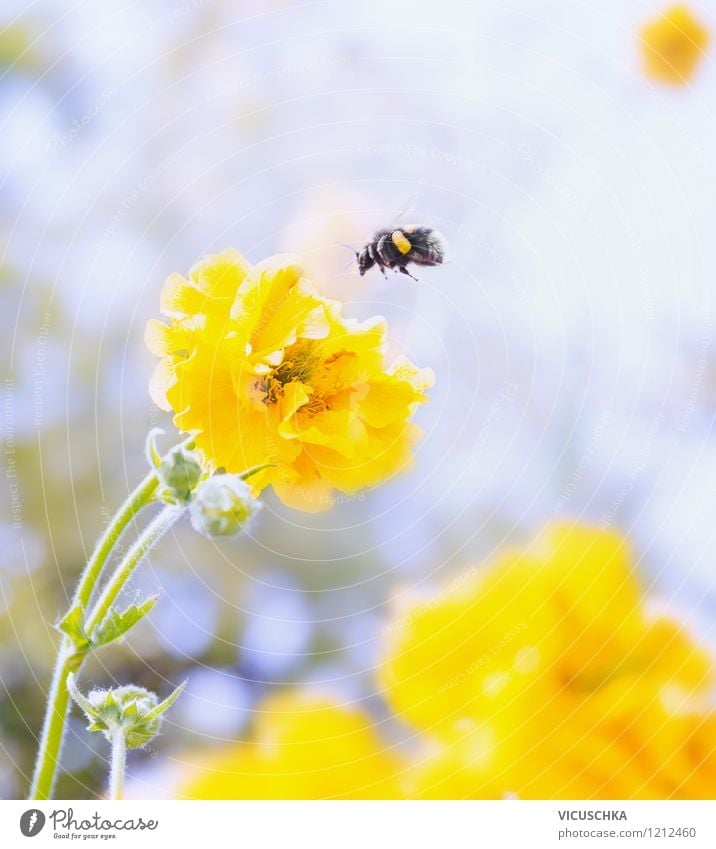 Yellow flower and bumblebee Design Summer Garden Nature Plant Animal Spring Autumn Flower Leaf Blossom Park Meadow Bee 1 Flying Background picture Pollen