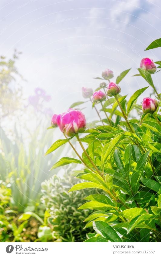 Garden with peonies Summer Nature Plant Sky Sunlight Spring Fog Flower Leaf Blossom Park Oasis Pink Design Style Background picture Peony Splendid Bud