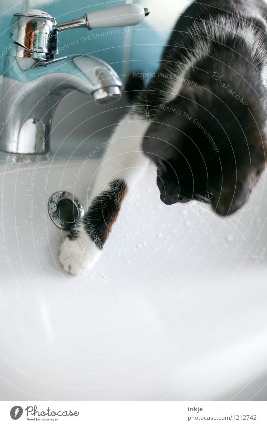 Cat life - groping Lifestyle Leisure and hobbies Living or residing Bathroom Water Drops of water Pet 1 Animal Baby animal Sink Vanity Tap Observe Touch