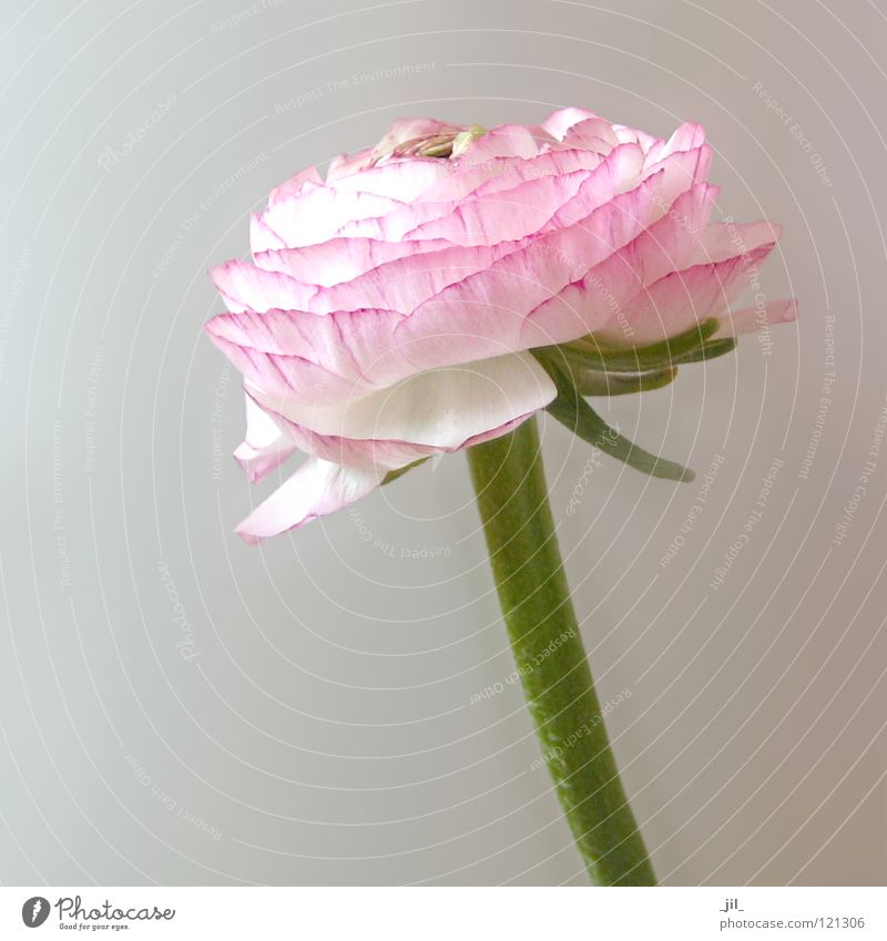pink ranunculus Flower Plant Delicate Easy Spring White Pink Green Blossom Globeflower Bright Structures and shapes