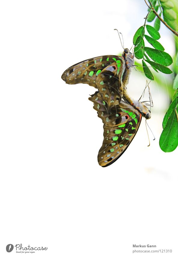 butterflies Butterfly 2 White Background picture Insect Beautiful Hang Green Colour Corner In pairs Pair of animals