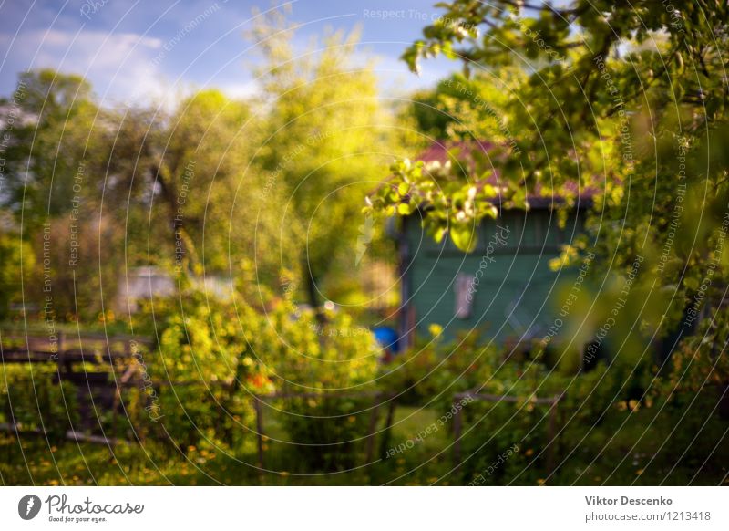 Flowering garden with summer house on a sunny spring day. Blurry Beautiful Summer Sun House (Residential Structure) Garden Nature Plant Tree Baltic Sea Building
