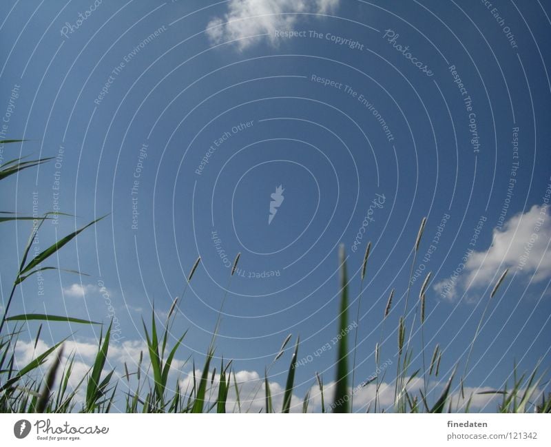 canopy Freedom Summer Sky Grass Positive Blue Colour photo Exterior shot Deserted Copy Space top Day Worm's-eye view Skyward Common Reed Blue sky Blade of grass