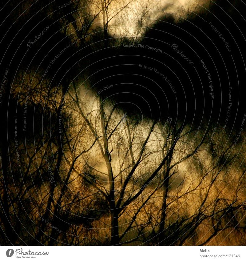 nightmare Tree Night Dark Moonlight Clouds Eerie Nightmare Dream False Gorgeous Oppressive Creepy Ghosts & Spectres  Spook Black Fear Panic Surrealism