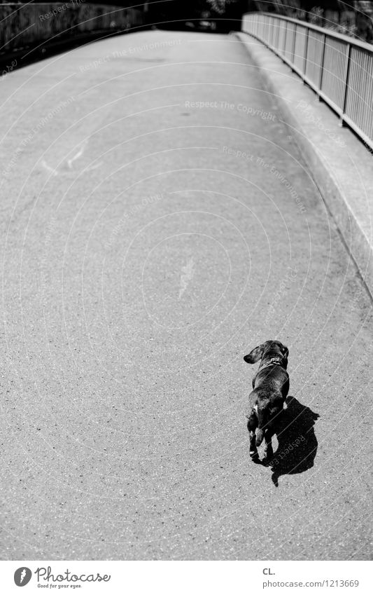 lag behind Beautiful weather Bridge Animal Pet Dog Dachshund 1 Bridge railing Movement Walking Small Love of animals Lanes & trails Target Black & white photo