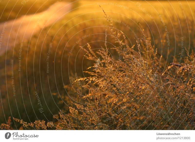 ... and they spun straw to gold Nature Summer Beautiful weather Plant Grass Grass blossom Field Blossoming Illuminate Esthetic Glittering Small Natural Warmth