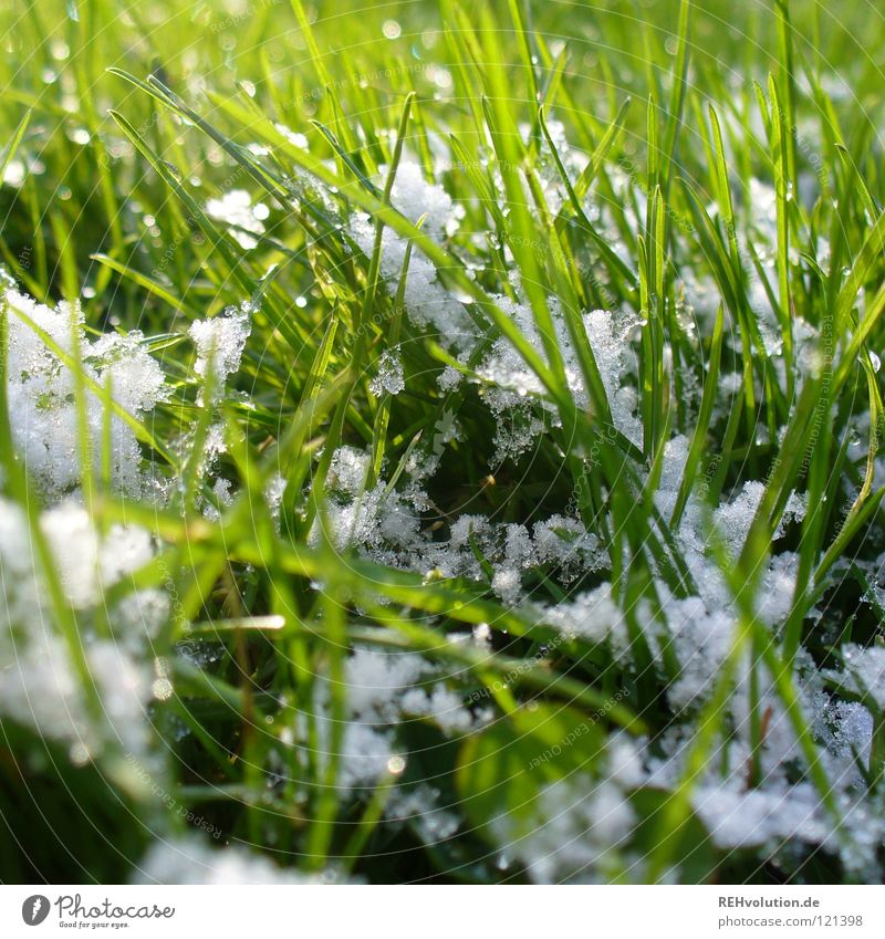some snow ... Spring Green Grass Meadow Blade of grass Snowflake White Damp Wet Cold Winter Friendliness Lawn Bright Intersection