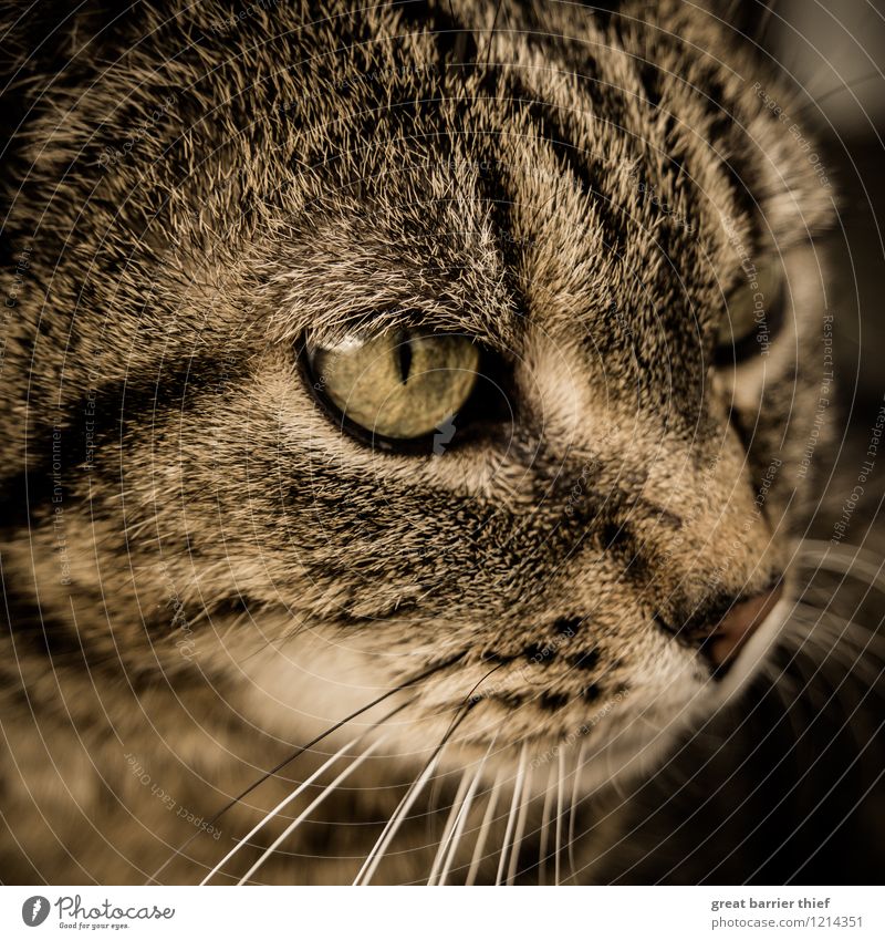 Who or what's that cat got in his eye? Animal Pet Cat Pelt 1 Observe Looking Brown Yellow Black Cat eyes Cat's head Watchfulness Beautiful Colour photo