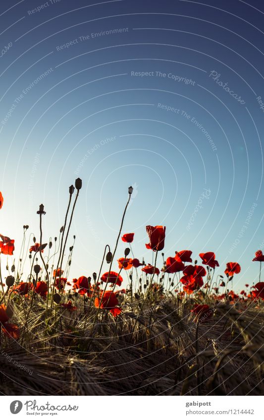 Poppies you have to have Environment Nature Landscape Plant Earth Sky Cloudless sky Summer Beautiful weather Flower Corn poppy Cornfield Meadow Field Blossoming