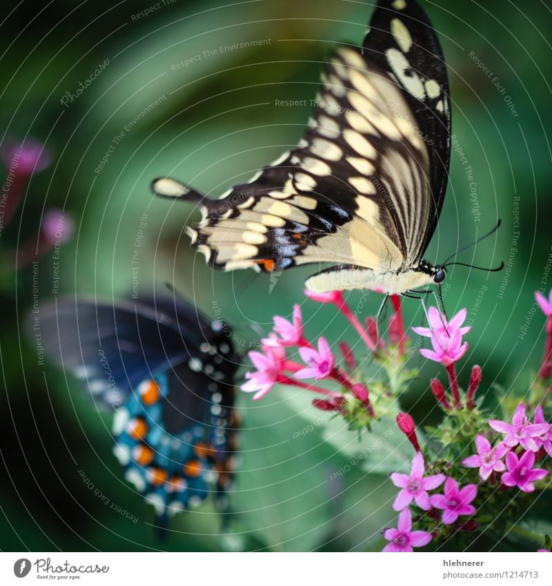 Giant Swallowtail Papilio Cresphontes Beautiful Calm Summer Environment Nature Plant Animal Flower Butterfly Feeding Natural Blue Yellow Green Red Black White