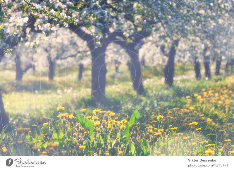 Blooming apple orchard with yellow dandelions Apple Sun Garden Nature Plant Sky Tree Flower Leaf Blossom Baltic Sea Growth Fresh Blue Yellow White Scene branch