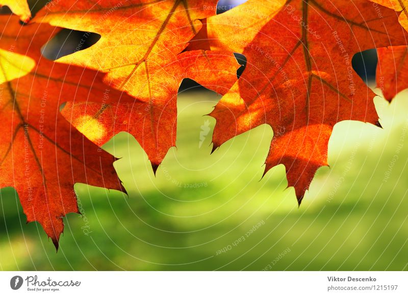 Red maple leaves on a green background Culture Nature Plant Tree Leaf Forest Green Colour focus canadian copy spring Selective deciduous space image