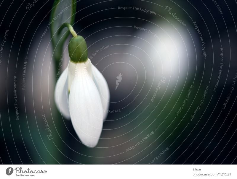 Hanging head Snowdrop Spring Flower Cold February March Delicate Small Green Stalk Blossom leave White Pure Vulnerable Violet Blossoming Nature