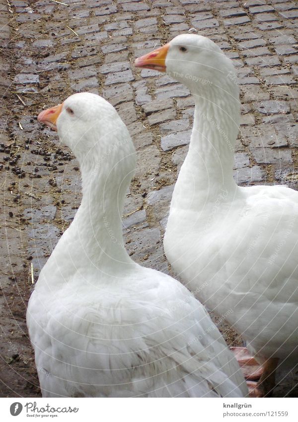 together forever Goose 2 White Feather Zoo Enclosure Bird Anserinae waterfowl Orange