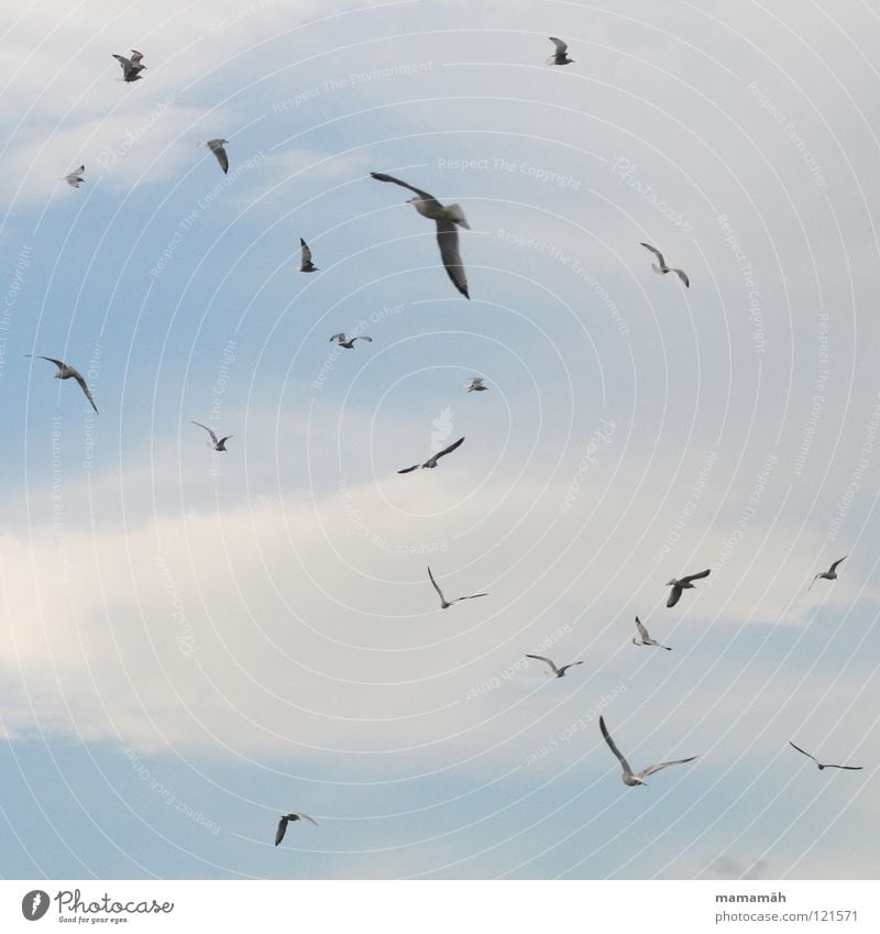 The birds Bird Clouds Air Hover Scare Glide Judder Seagull Flying Aviation Sky