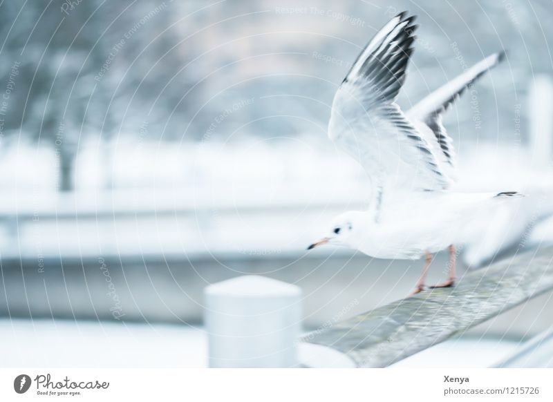 Departure Bridge Seagull 1 Animal Gray Black White Wing Fly Winter Winter mood Exterior shot Deserted Copy Space left Twilight Shallow depth of field