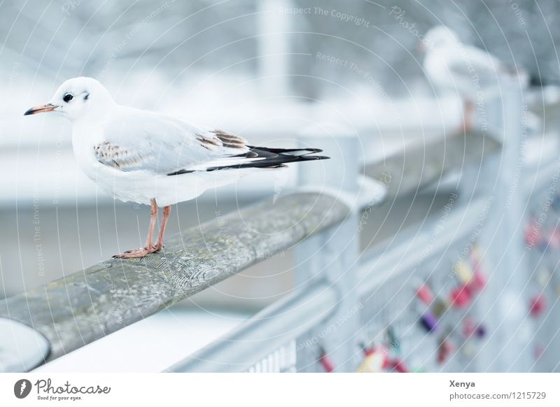 gull's eye Bridge Seagull 1 Animal Gray White Winter Winter mood Exterior shot Deserted Twilight Shallow depth of field