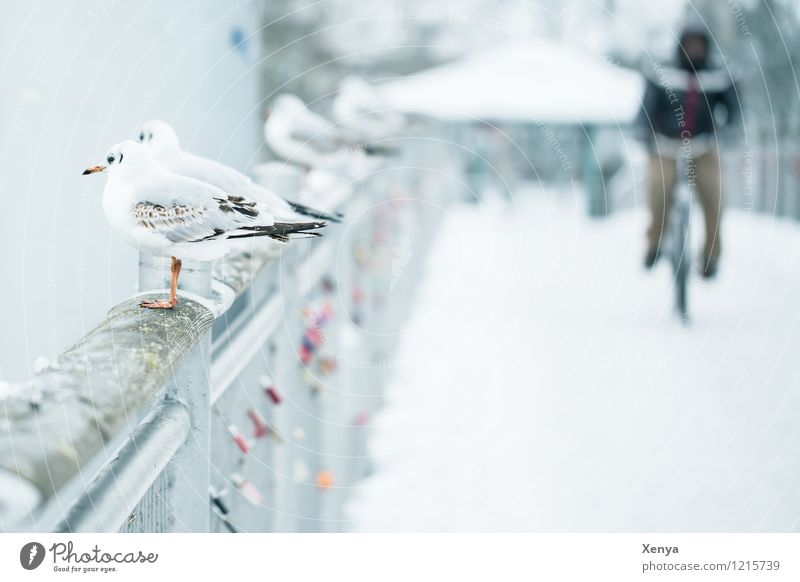 in winter Masculine 1 Human being Winter Snow Bridge Animal Seagull 4 Gray White Cycling Winter mood Exterior shot Copy Space right Copy Space bottom Twilight