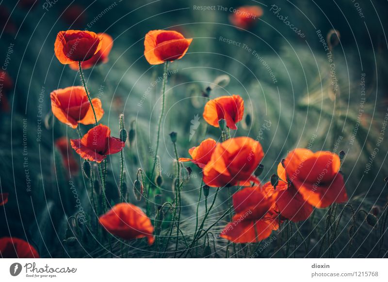 Spreedorado | poppy amour Environment Nature Plant Flower Blossom Agricultural crop Wild plant Poppy Poppy blossom Poppy field Rye Rye field Rye ear Field