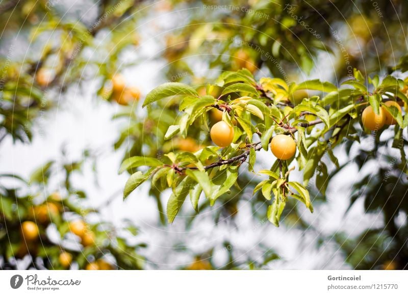 yellow fruit Summer Tree Agricultural crop Yellow Green Yellow plum Fruit Fruit trees Sweet Leaf Colour photo Exterior shot Deserted Shallow depth of field