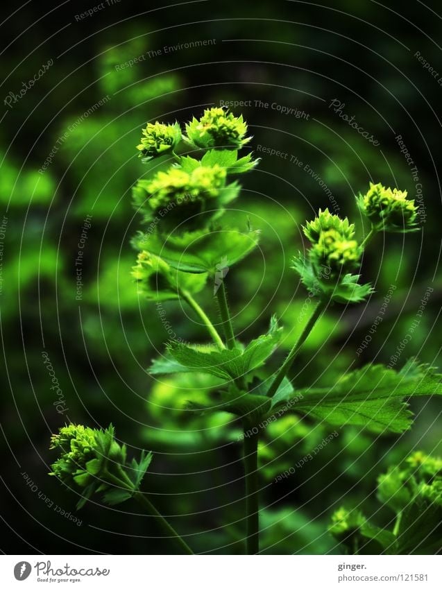 I dream green of spring Nature Plant Spring Flower Growth Green Tone-on-tone Bud Stalk Leaf Copy Space bottom Copy Space top Copy Space left Deserted