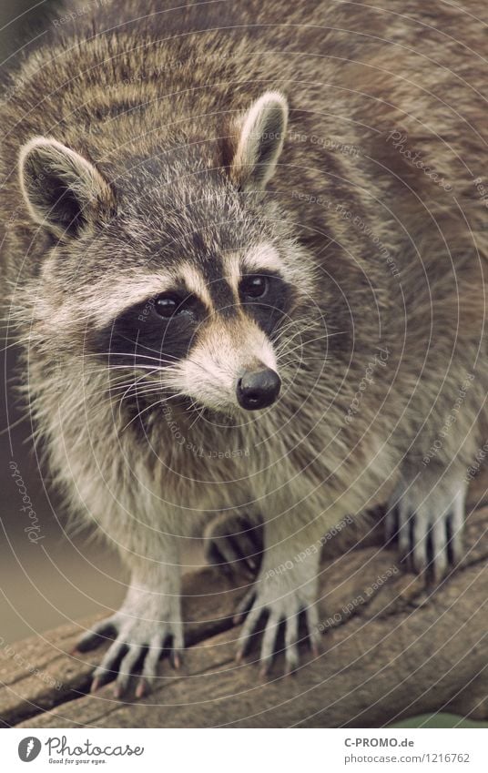 raccoon Animal Wild animal Pelt Raccoon 1 Hunting Colour photo Exterior shot