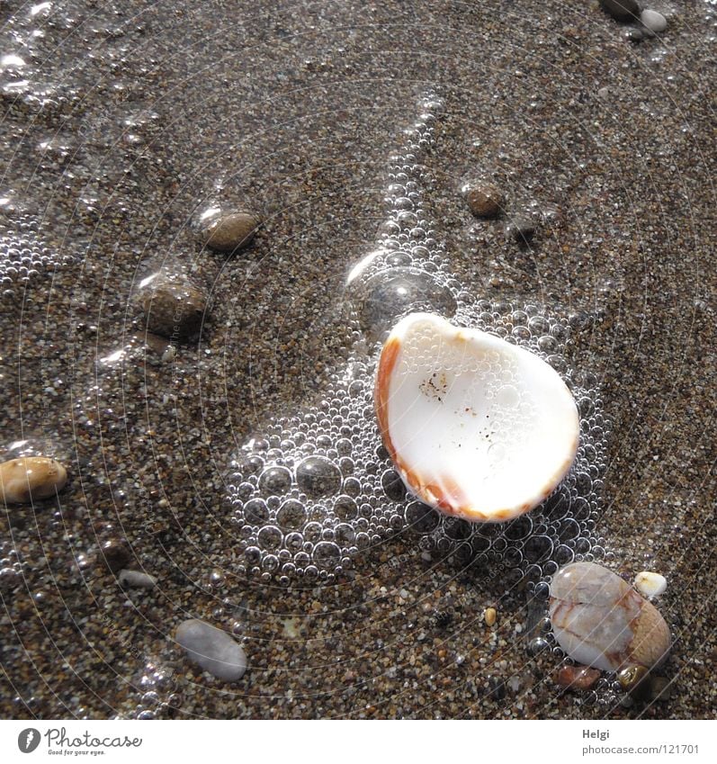 Shell and pebbles on a sandy beach with water and bubbles Mussel Ocean Beach Coast Lake Sea water Find Pebble Foam Gravel Vacation & Travel Relaxation Wet Light