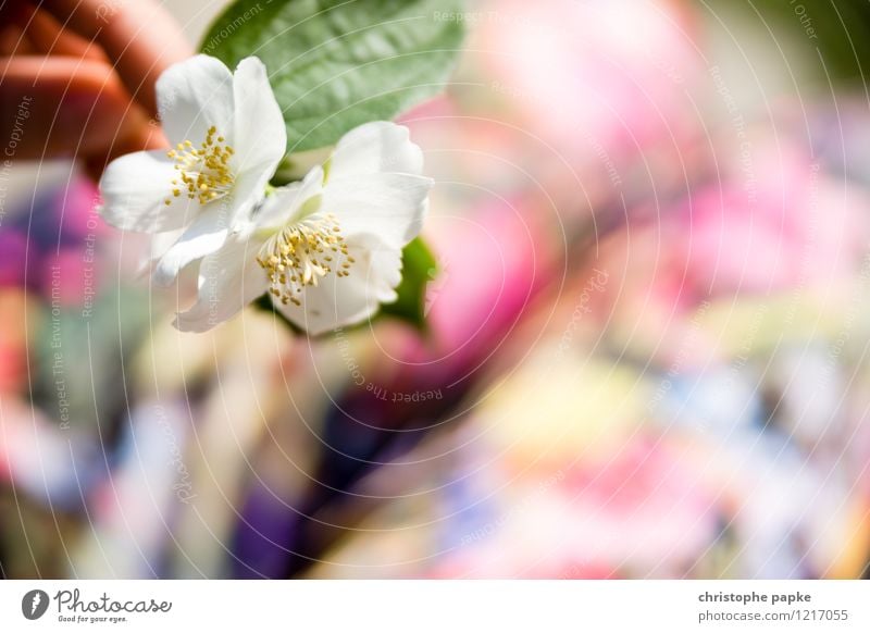 floral picture Plant Spring Summer Blossom Fashion Pants Blossoming Cherry blossom Apple blossom Colour photo Multicoloured Exterior shot Close-up Detail