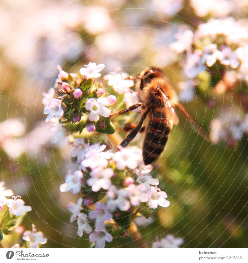 save the bees Plant Animal Spring Summer Beautiful weather Flower Leaf Blossom Thyme Garden Bee Wing Blossoming Flying Growth Brown Green Pink Honey Diligent