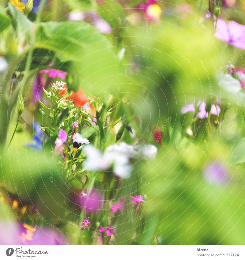 Greeting from Flora 3 Plant Flower Meadow flower Flower meadow Blossoming Fragrance Growth Friendliness Bright Multicoloured Green Pink White Nature