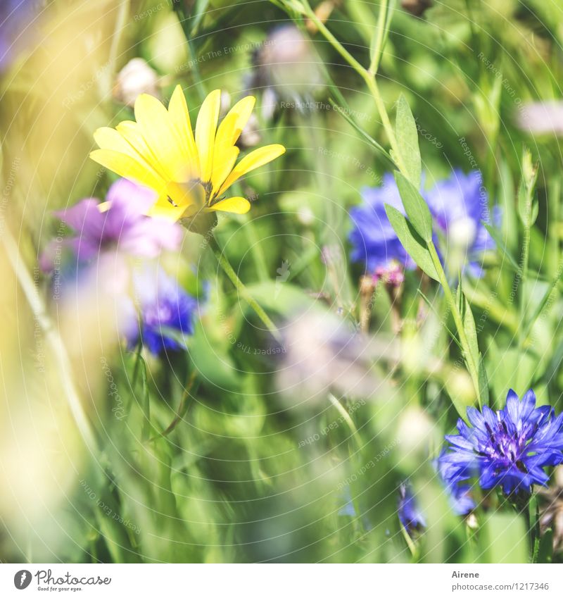 Flora: The last Plant Flower Meadow flower Flower meadow Blossoming Growth Friendliness Bright Blue Yellow Green Nature Colour photo Exterior shot Day