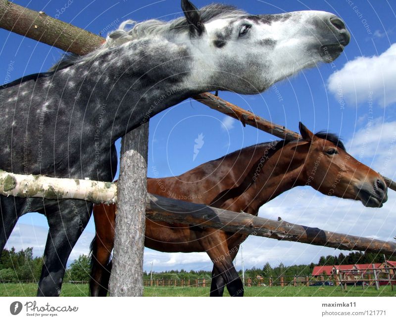 The urge for freedom Horse Needs Fence Animal Longing Mammal Nature wilderness Freedom