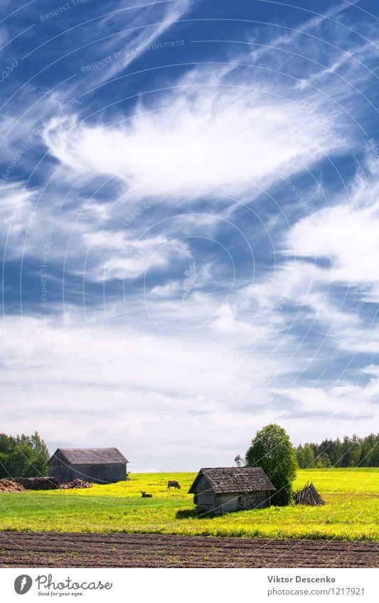 Rural house with field and cows Sun House (Residential Structure) Business Landscape Animal Clouds Horizon Weather Tree Flower Grass Meadow Village Architecture