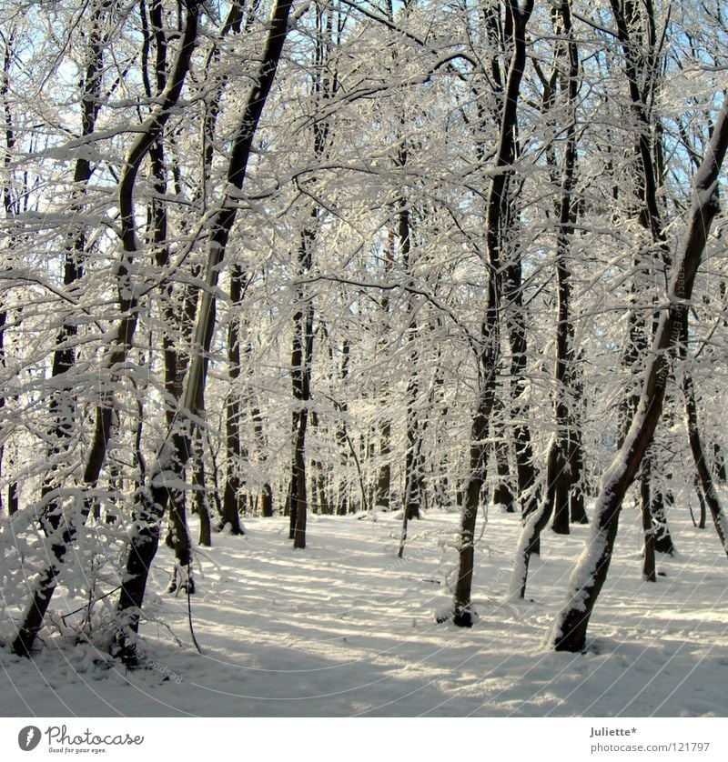 In the fairytale forest there ist´s so cold! White Winter Cold January Tree Fairy tale Minus degrees Forest Transport Snow buckle Cover Frost To go for a walk
