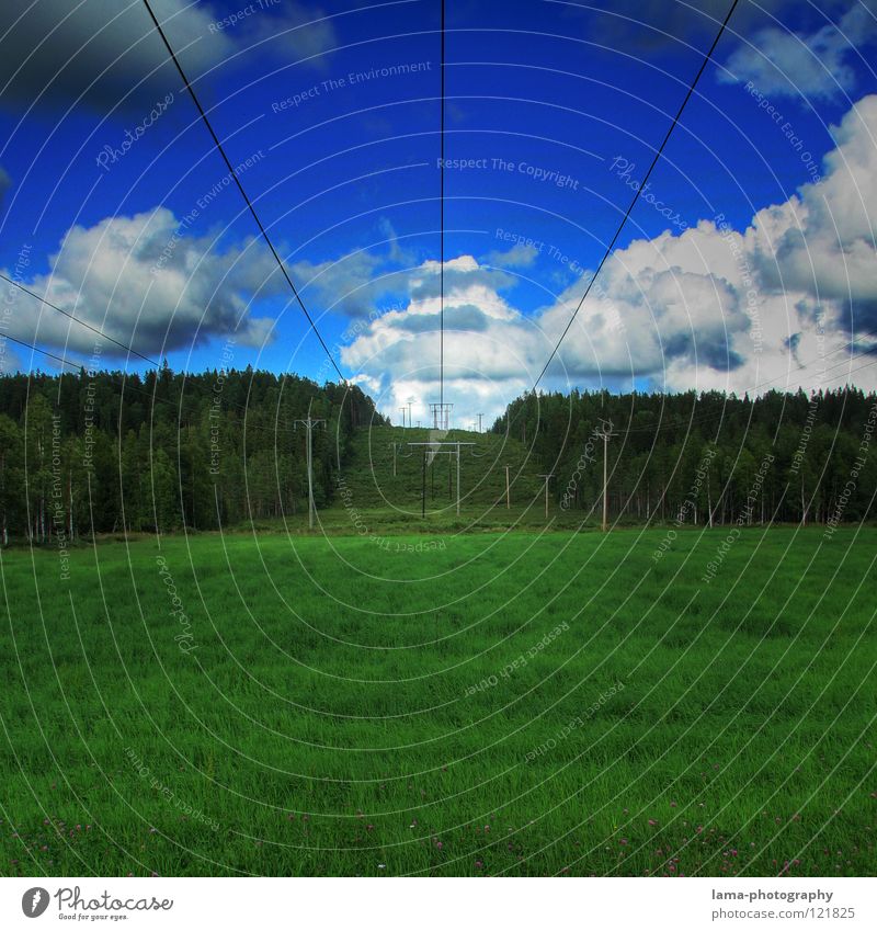 In the land of the moose II Meadow Grass Green Field Structures and shapes Forest Edge of the forest Tree Coniferous forest Flower Sun Summer Spring Physics