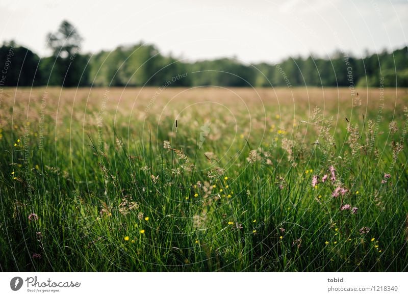 Spreedorado Summer Meadow Nature Landscape Plant Sky Cloudless sky Horizon Beautiful weather Tree Flower Grass Forest Blossoming Idyll Summery Multicoloured