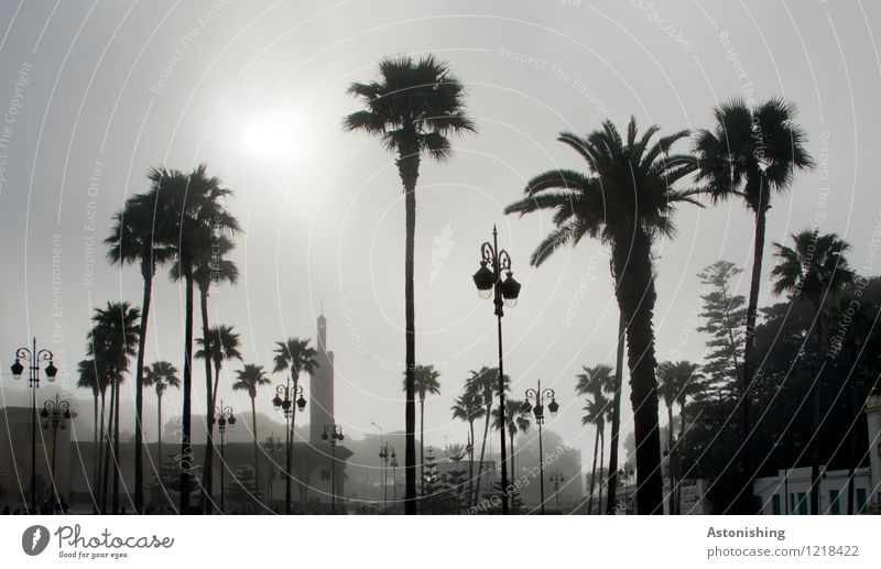 Palms in the fog Environment Nature Plant Sky Summer Weather Fog Tree Park Tangiers Morocco Africa Town Port City House (Residential Structure) Places Dark Tall