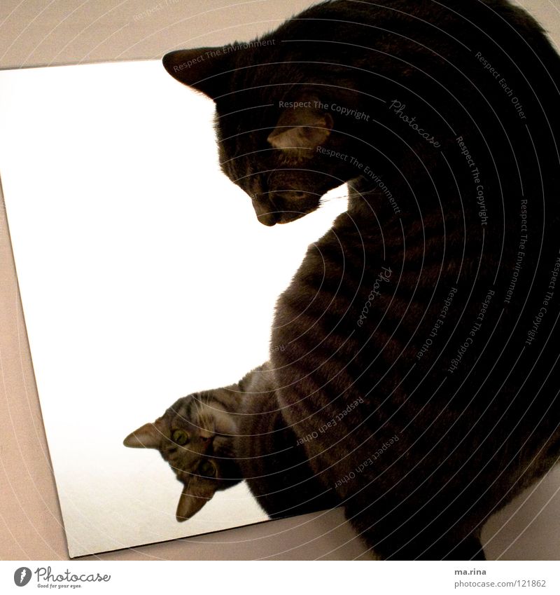Mirror Mirror... Cat Light Green Dark Jinxed Mirror image Motionless Looking Mammal Domestic cat Cat eyes Bright won Observe
