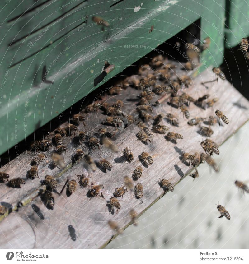 bees buzz Beehive Honey Flying insects Buzz Animal Nature Bee-keeping Exterior shot Honey bee Flock Farm animal Colour photo Deserted Day Diligent Teamwork