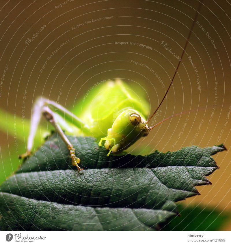 master flip I Insect Animal Leaf Green House cricket Pests Locust To feed Salto Gnaw Nutrition Jump Hop To hold on Park Nature grasshopper Lamp