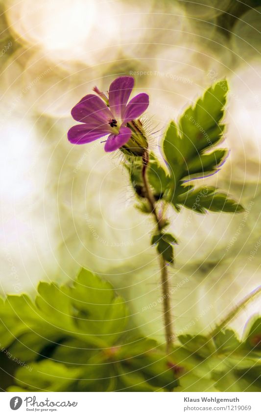 Stinking cranesbill or Ruprechtskraut, in the partial shade of the forest you can stalk very close. Pretty bokeh in the background Work of art Environment