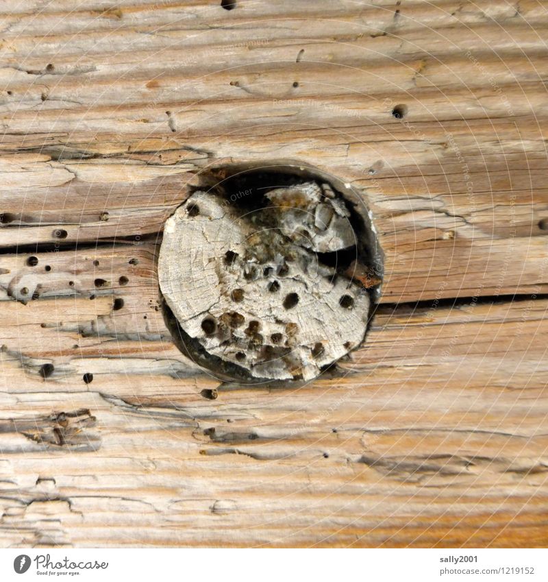 the round in the square...incl.woodworm... Facade Wood Old To feed Decline Transience Destruction Round Joist Wooden board Knothole Eroded fitted Fill Hollow